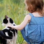 kedi-kopek-mama-secimi