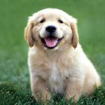 golden-retriever-ozellikleri